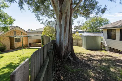 Boundary tree growing on a shared fence line in Cairns