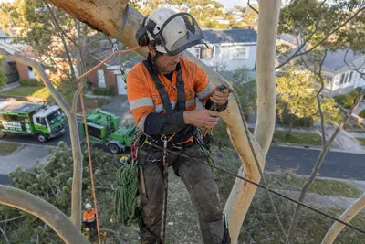 Qualified arborist working with a two rope climbing system in a backyard eucalyptus in Cairns