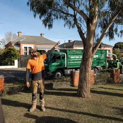Tree Removal pricing in Cairns