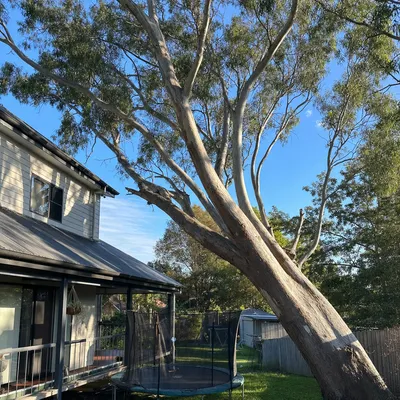 Before: Poinciana over a pool, full sectional take-down, Cairns