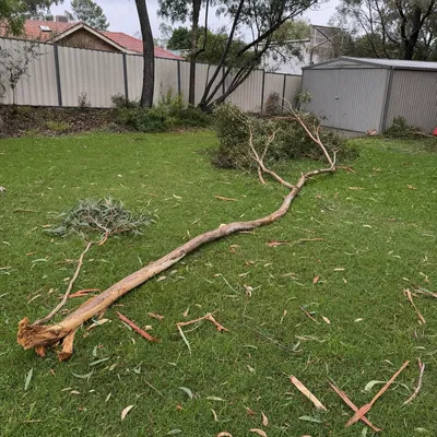 Before: Mango split scaffold, emergency callout, Cairns