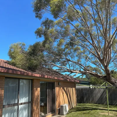 Before: Palm frond clean before cyclone season, Cairns