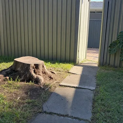Before: Mahogany fig stump lifting a path, Cairns