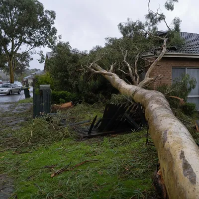 Emergency Tree Services in Cairns. Around the clock response to cyclone damage, split trunks and fallen trees blocking yards, driveways and access ways across Cairns.