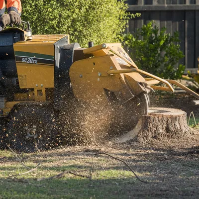 Stump Grinding in Cairns. Below grade grinding to stop tropical resprouting and clear the spot for turf, paving or a new planting. Narrow machines for tight backyards.